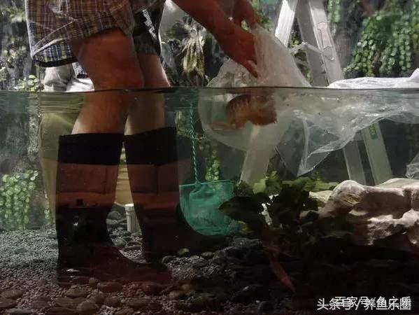 大魚缸養(yǎng)什么魚好看便宜又實(shí)惠：什么樣的魚適合大魚缸養(yǎng)殖 魚缸百科 第1張