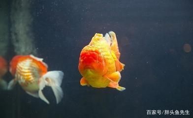 大魚缸養(yǎng)錦鯉還是金魚：養(yǎng)錦鯉好還是養(yǎng)金魚好？ 魚缸百科 第2張