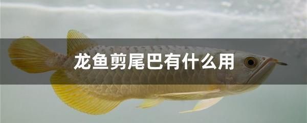 龍魚背上長白點(diǎn)怎么辦：龍魚背上長白點(diǎn)怎么辦龍魚背上長白點(diǎn)怎么辦