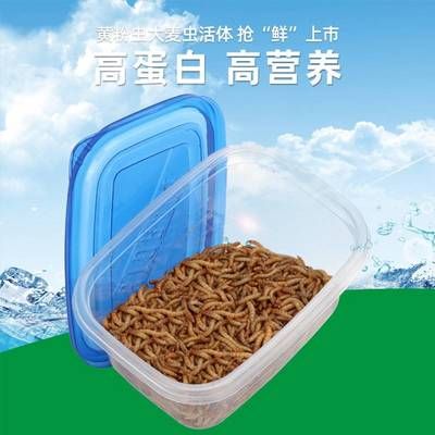 金龍魚吃大麥蟲好嗎怎么喂：金龍魚吃大麥蟲好嗎