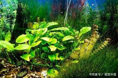 大魚(yú)缸魚(yú)便便怎么清理視頻：如何清理大魚(yú)缸中的糞便