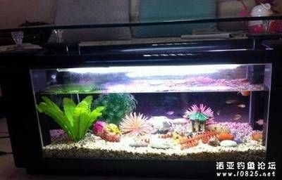 鳊魚放魚缸里能養(yǎng)活么：鳊魚可以在魚缸中養(yǎng)活嗎？ 魚缸百科 第4張