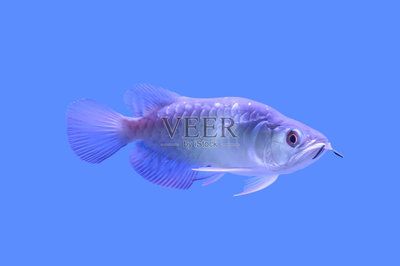 練手龍魚(yú)會(huì)上色嗎 龍魚(yú)百科 第3張