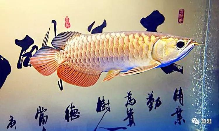 練手龍魚(yú)會(huì)上色嗎 龍魚(yú)百科 第2張