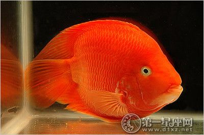 白底白背景魚(yú)缸可以養(yǎng)財(cái)神魚(yú)嗎？：在白底白背景的魚(yú)缸中養(yǎng)財(cái)神魚(yú)的情況 魚(yú)缸百科 第3張