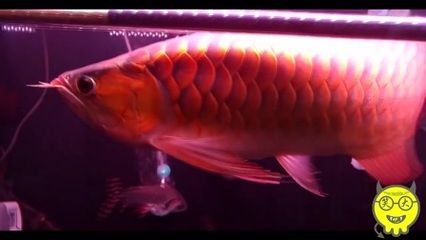 紅龍魚是熱帶魚嗎：紅龍魚不僅是熱帶魚，還具有極高的觀賞價(jià)值和文化意義