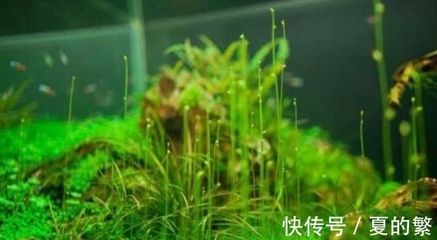 大魚缸水草：水草在大魚缸中的作用 魚缸百科 第1張