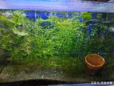 大魚缸水草：水草在大魚缸中的作用 魚缸百科 第3張