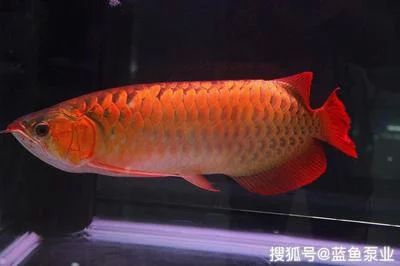 龍魚的飼養(yǎng)與觀賞作文400字左右：龍魚的飼養(yǎng)與觀賞