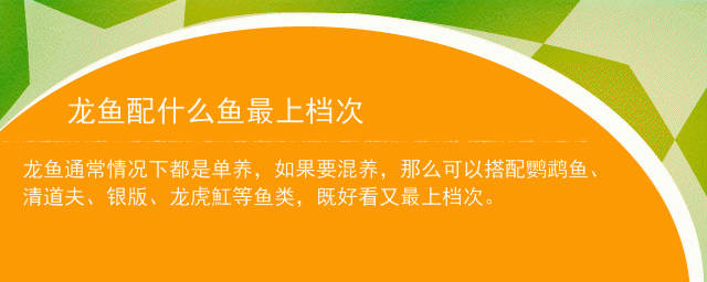 龍魚的高端配魚是什么：龍魚的高端配魚