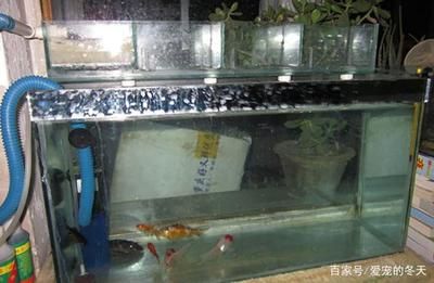 側(cè)過濾魚缸制作：側(cè)過濾魚缸怎么做？ 魚缸百科 第1張