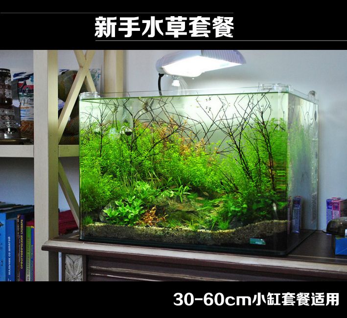 北方魚缸水草繁殖基地在哪里：北方魚缸水草繁殖基地 魚缸百科 第3張