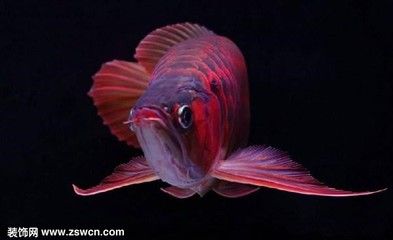 辣椒紅龍魚(yú)價(jià)格：辣椒紅龍魚(yú)的價(jià)格