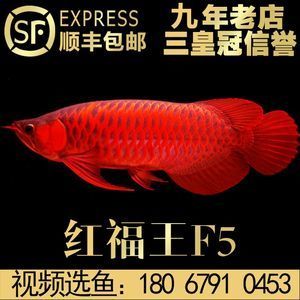 辣椒紅龍魚(yú)價(jià)格：辣椒紅龍魚(yú)的價(jià)格