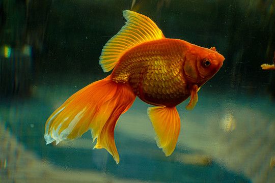 紅鯉魚在魚缸里不加氧氣行嗎：18篇智腦大模型提煉18篇智腦大模型提煉了5個關(guān)鍵詞