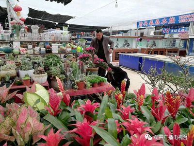 廣州百藝城花鳥市場好停車嗎多少錢一天：廣州百藝城花鳥市場免費停車