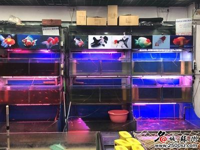 百藝城花鳥魚蟲新世界封閉：廣州百藝城花鳥魚蟲新世界封閉情況芳村花鳥魚蟲新世界封閉