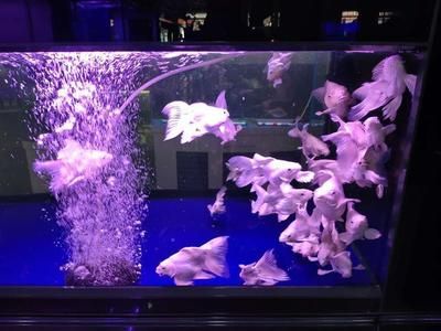 廣州觀賞魚店哪家好：廣州觀賞魚市場怎么樣 廣州水族批發(fā)市場 第1張