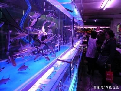 觀賞魚批發(fā)市場進貨渠道 廣州水族批發(fā)市場 第3張