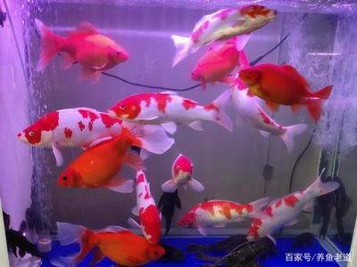 觀賞魚批發(fā)市場進貨渠道 廣州水族批發(fā)市場 第1張