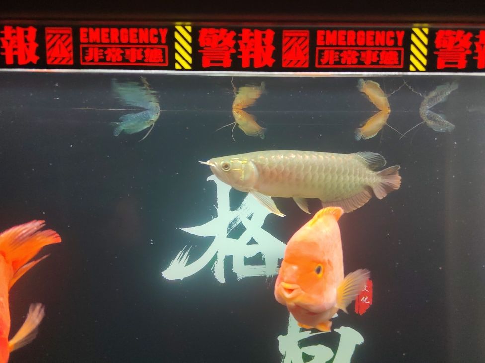 記錄：昆weixin001評論：鸚鵡龍魚混養(yǎng) 觀賞魚論壇 第3張