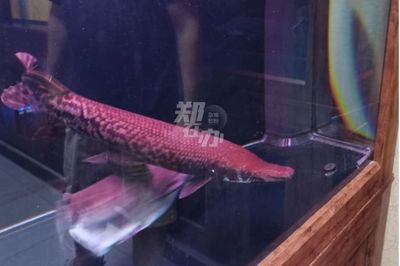 觀賞魚售賣平臺(tái)：水族電商的發(fā)展趨勢(shì) 廣州觀賞魚批發(fā)市場(chǎng) 第4張