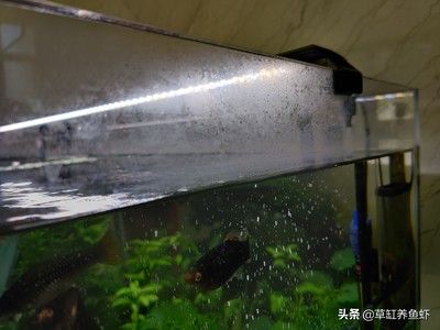 大型魚缸內(nèi)壁怎么清理：如何清洗大型魚缸內(nèi)壁？ 魚缸百科 第4張