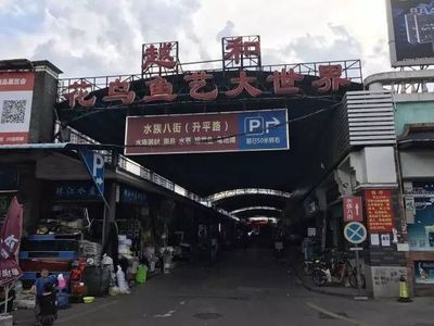 廣州芳村花鳥魚市場(chǎng)搬到哪里去了：廣州芳村花鳥魚蟲市場(chǎng)已經(jīng)搬遷至荔灣區(qū)芳村龍溪大道廣州花卉博覽園內(nèi) 廣州水族批發(fā)市場(chǎng) 第3張