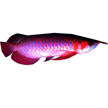 紅龍魚(yú)過(guò)背與不過(guò)差別：紅龍魚(yú)并不區(qū)分過(guò)背與不過(guò)背與不過(guò)背的類型紅龍魚(yú)