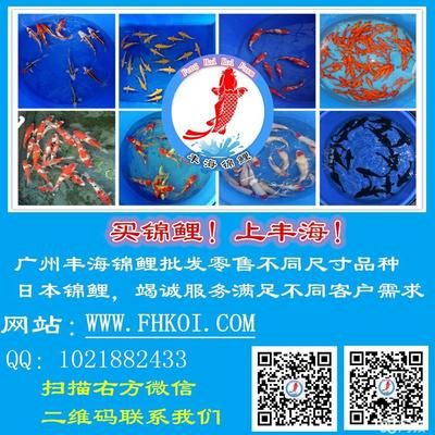 觀賞魚購買網(wǎng)站 廣州觀賞魚批發(fā)市場 第1張