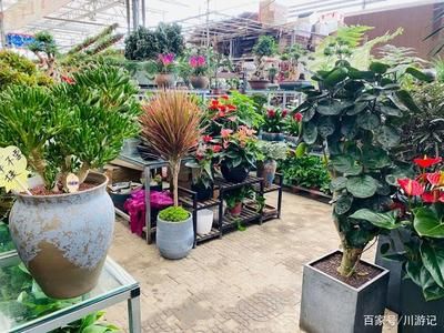 花木市場批發(fā)市場：花木市場批發(fā)市場發(fā)展 廣州觀賞魚批發(fā)市場 第2張