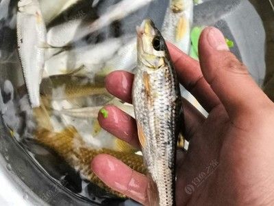 廣佛花魚之家是哪里的品牌店：廣佛花魚之家(廣佛花魚之家) 廣州觀賞魚批發(fā)市場(chǎng) 第4張