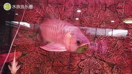 廣州水族市場(chǎng)：廣州有幾個(gè)水族市場(chǎng)