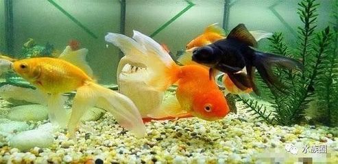 廣州水族批發(fā)市場有哪些魚類品種：廣州水族批發(fā)市場 廣州觀賞魚批發(fā)市場 第1張