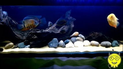 觀賞魚水族館安卓：水族館游戲大全 魚缸風水 第3張