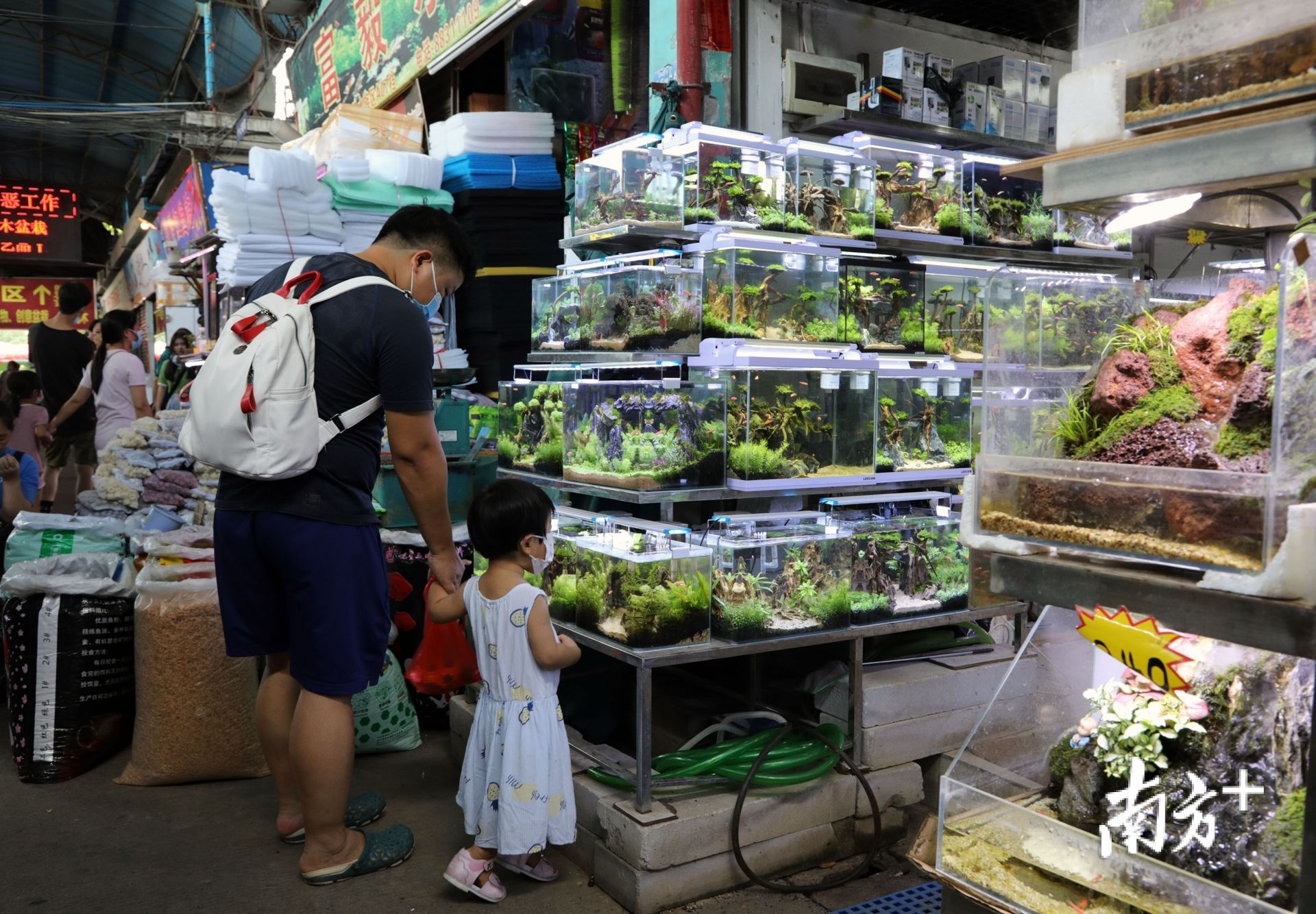 廣州芳村花鳥魚蟲市場什么時候搬遷完：廣州芳村花鳥魚蟲市場2020年10月20日全面撤場 廣州水族批發(fā)市場 第4張