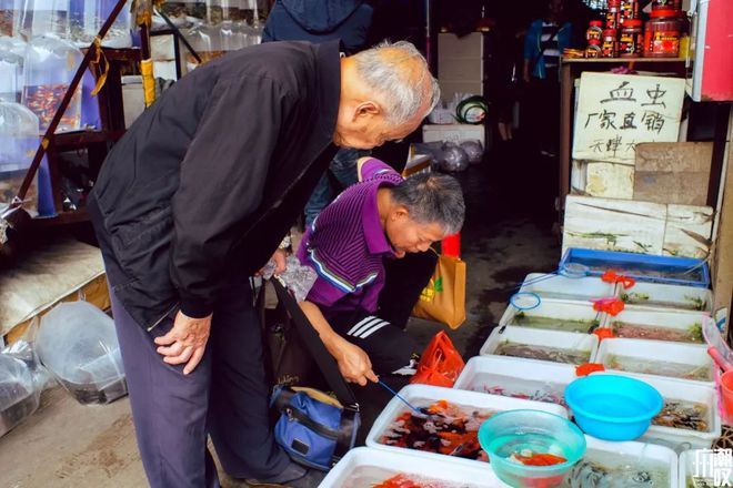 芳村花鳥魚蟲市場(chǎng)哪里的魚最便宜：探秘芳村花鳥魚蟲市場(chǎng) 廣州水族批發(fā)市場(chǎng) 第4張