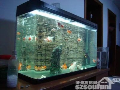 風(fēng)水魚魚缸位置：風(fēng)水學(xué)中魚缸位置的建議是根據(jù)搜索結(jié)果整理的關(guān)于風(fēng)水魚缸位置的建議 魚缸風(fēng)水 第1張