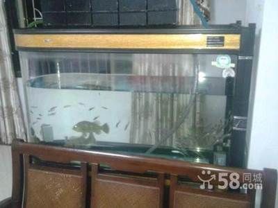 廣州買魚缸去哪里好點呢：如果您想在廣州買魚缸，以下幾個地方會對您有所幫助 廣州水族批發(fā)市場 第4張