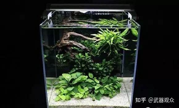 家里放幾個魚缸好：家里應該放幾個魚缸？ 魚缸風水 第4張