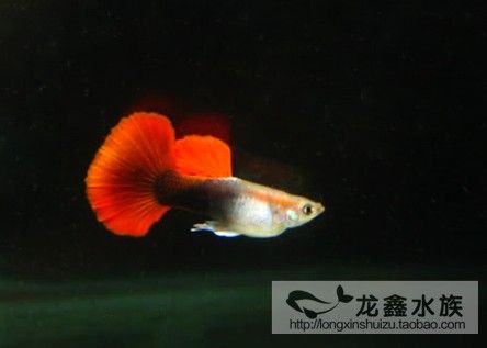 紅色的熱帶觀賞魚是什么魚：熱帶魚的起源與分類 魚缸風水 第3張