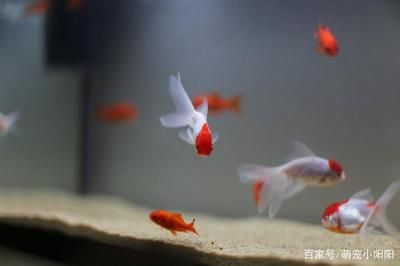 家里放幾個魚缸好看：家里放幾個創(chuàng)意魚缸好看？ 魚缸風水 第4張