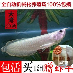 金龍魚魚苗怎么養(yǎng)活