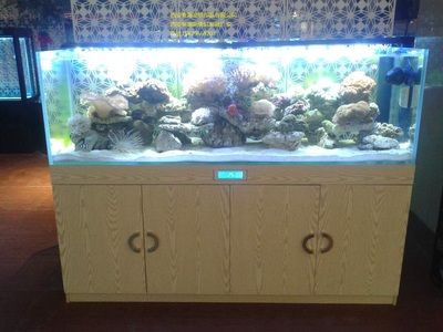 桓臺哪里有賣魚缸的市場?。夯概_縣城區(qū)可麗愛水族館成立于2012年07月10日 廣州觀賞魚批發(fā)市場 第1張