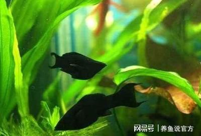 黑色的觀賞魚叫什么魚：虎皮魚的養(yǎng)殖技巧 魚缸風水 第1張