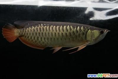 金龍魚搭配什么魚最好看