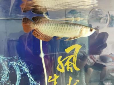 金頭過背龍魚長大后頭上不金了：金頭過背龍魚的長大會導(dǎo)致頭上不金嗎？ 龍魚百科 第2張