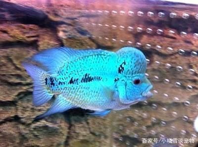 成年羅漢魚(yú)能長(zhǎng)多大的魚(yú)缸里：如何促進(jìn)羅漢魚(yú)成長(zhǎng) 魚(yú)缸百科 第1張