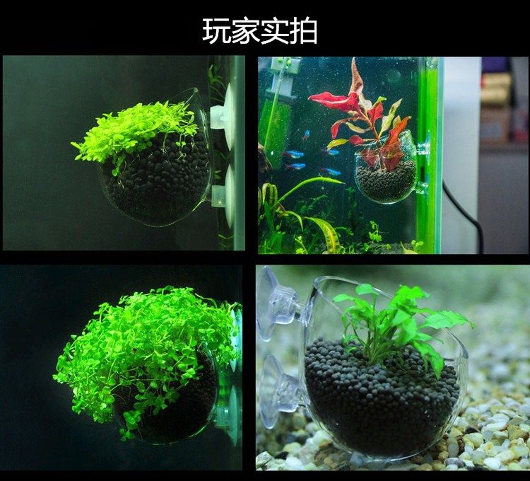 花盆做魚缸視頻：如何將花盆變成魚缸 魚缸風(fēng)水 第1張