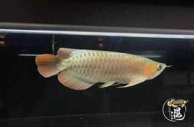 廣州買魚缸去哪里買好：廣州購買魚缸有哪些地點？ 廣州水族批發(fā)市場